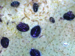 Aleurocanthus spiniferus