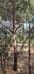 Eucalyptus fasciculosa