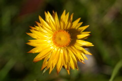 Xerochrysum subundulatum