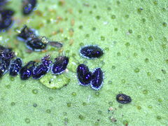 Aleurocanthus spiniferus