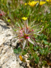 Trifolium stellatum