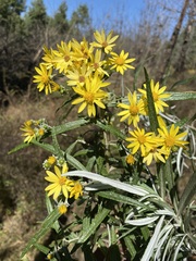Senecio cinerarioides
