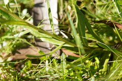 Xerochrysum subundulatum