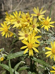 Senecio cinerarioides