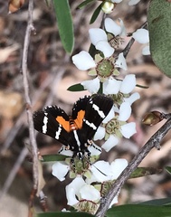 Hecatesia fenestrata