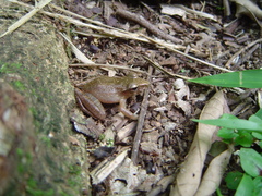 Craugastor fitzingeri