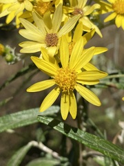 Senecio cinerarioides