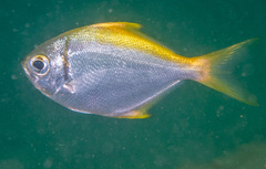 Schuettea scalaripinnis