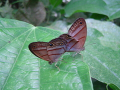 Amiga arnaca