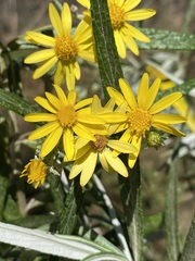 Senecio cinerarioides