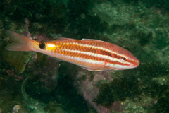Parupeneus spilurus