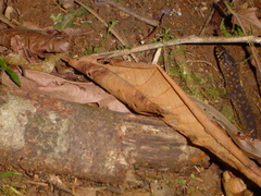 Lepidophyma flavimaculatum
