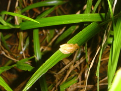Dendropsophus phlebodes