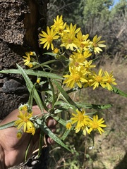 Senecio cinerarioides