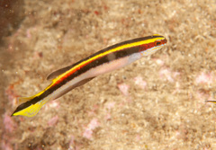 Trachinops taeniatus