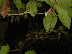 Megascops guatemalae