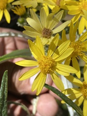 Senecio cinerarioides