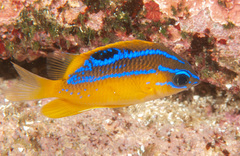 Mecaenichthys immaculatus