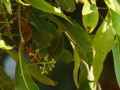Syzygium cumini