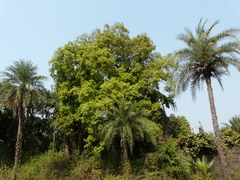 Syzygium cumini