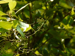 Syzygium cumini
