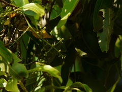 Syzygium cumini