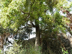 Syzygium cumini