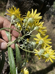 Senecio cinerarioides