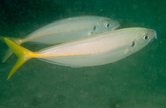 Trachurus novaezelandiae