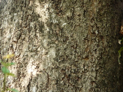 Syzygium cumini