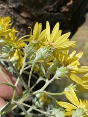 Senecio cinerarioides