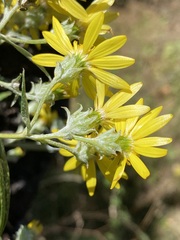 Senecio cinerarioides