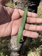 Senecio cinerarioides