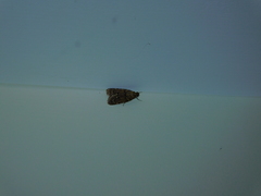 Mimaglossa nauplialis