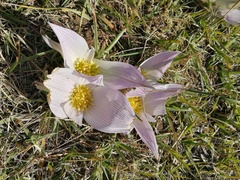 Colchicum melanthioides