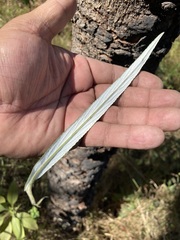 Senecio cinerarioides