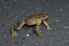 Bankor Toad photo 2