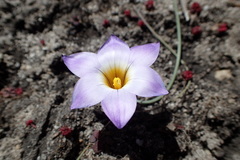 Romulea atrandra esterhuyseniae
