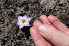 Romulea atrandra esterhuyseniae
