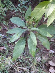 Solanum pubigerum