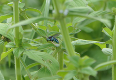 Thyreus nitidulus nitidulus