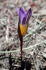 Romulea atrandra esterhuyseniae