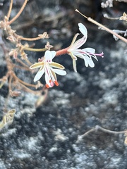 Pelargonium alternans