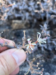 Pelargonium alternans