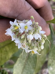 Solanum pubigerum