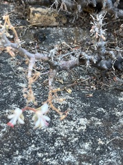Pelargonium alternans