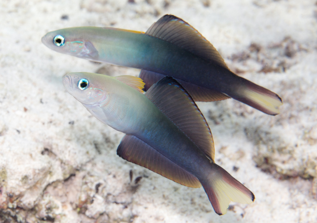 Blackfin Dartfish