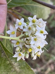 Solanum pubigerum