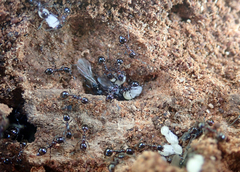 Chelaner antarcticus