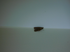 Mimaglossa nauplialis